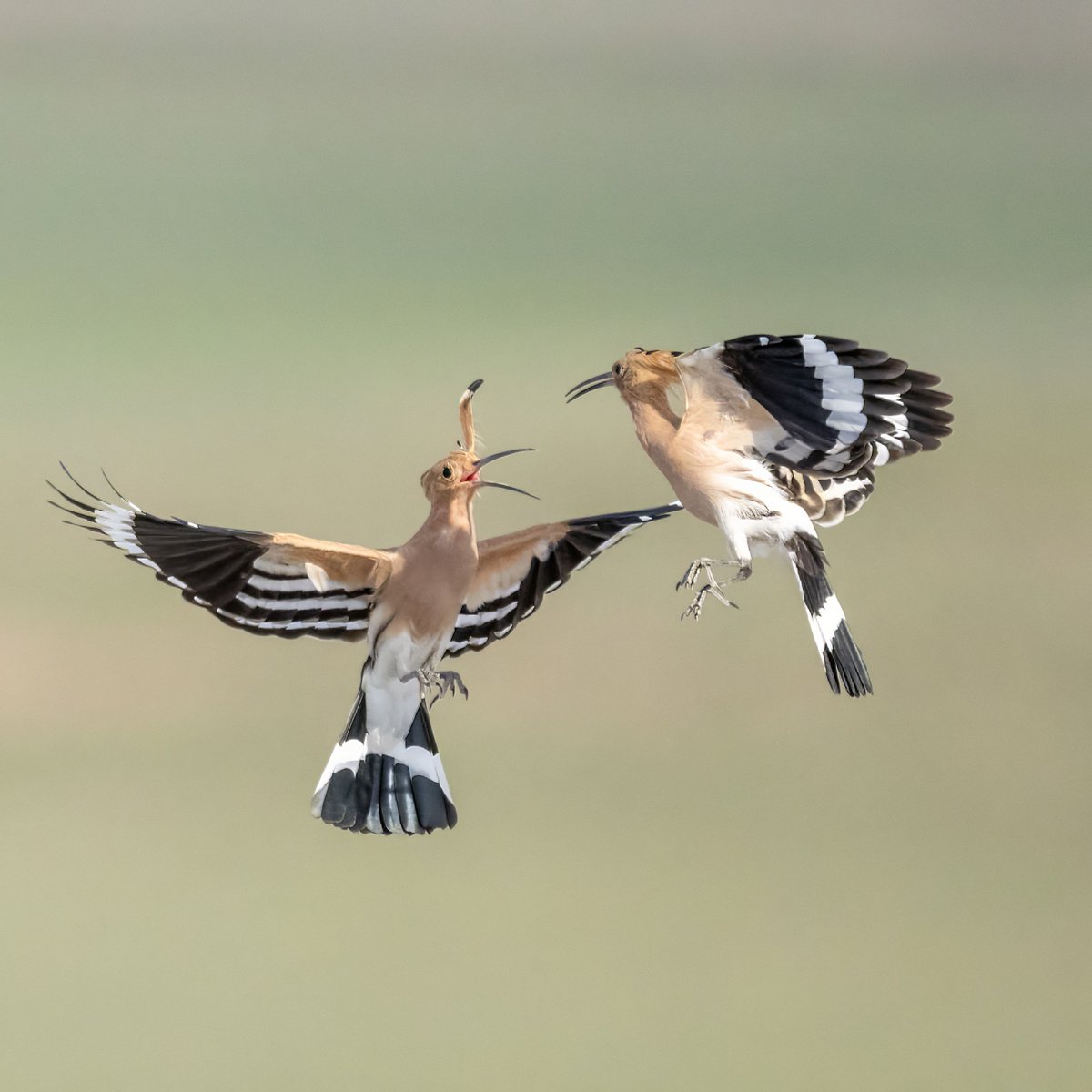 İbibiklerin havada dansı
Çoğu kuş gibi bu aralar onların da kanı kaynıyor😄
Upupa epops
Eurasian hoopoe