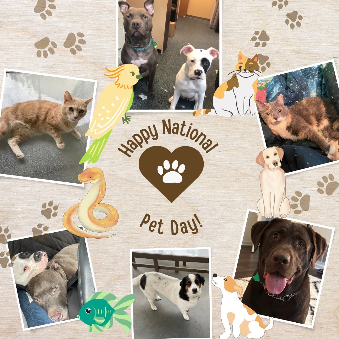Happy National Pet Day from the BDFNC Staff 🐾💞 Can you guess which staff member has the most pets? 🤔

#BDFNC #NationalPetDay  #GuessThePet #FurryFriends #StaffPets #PetDayFun #FurBabies