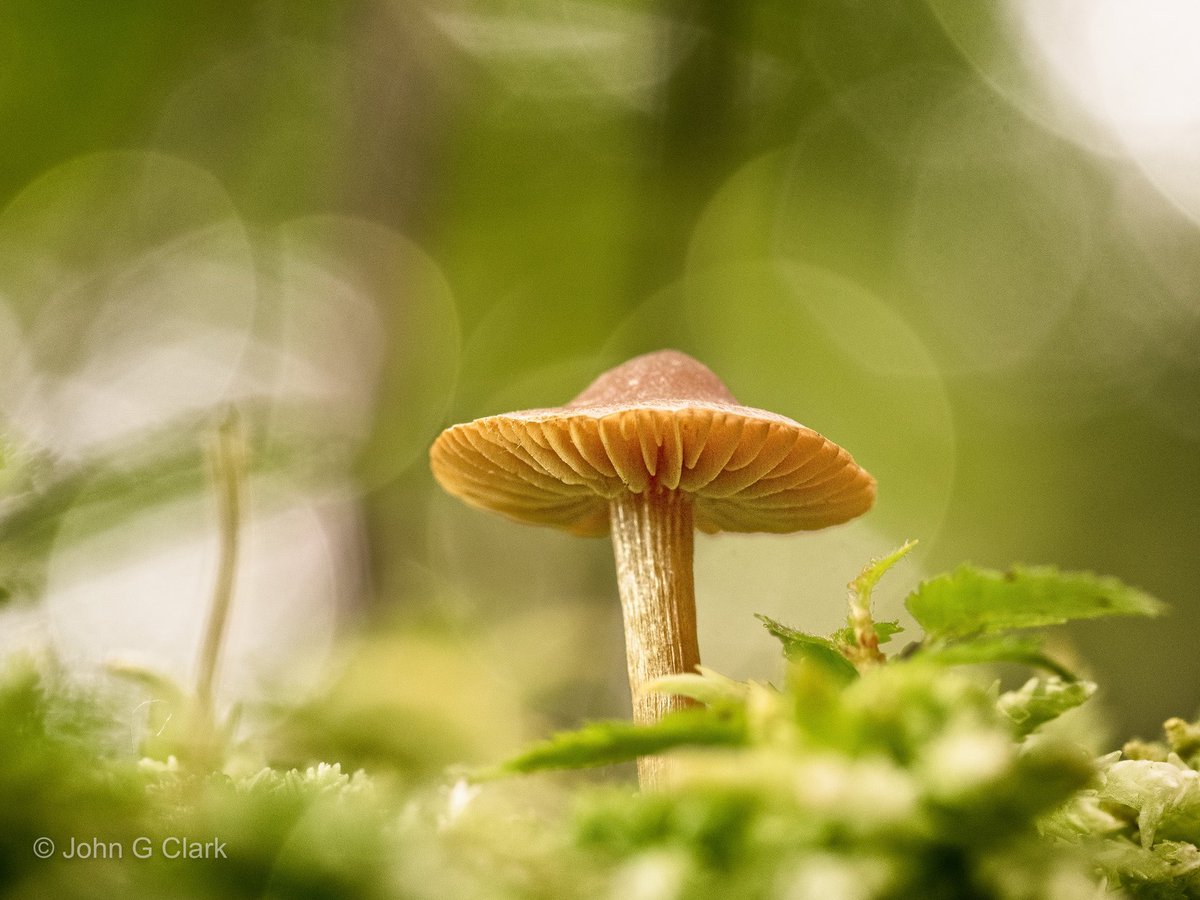 Tiny mushroom, no larger than an American dime #macrohour #ThePhotoHour #on1pics @ON1photo