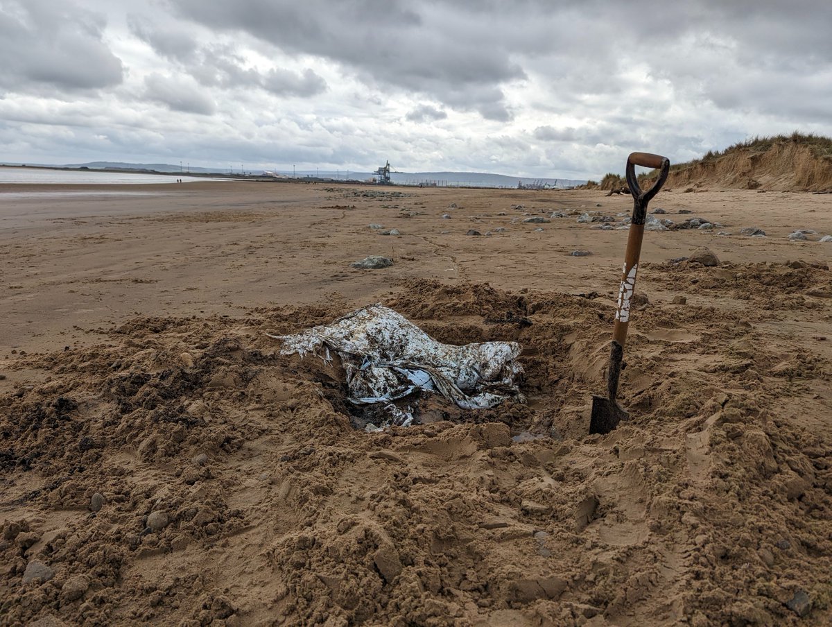 Over the Easter holidays one of our volunteers Mike was at North Gare helping to keep our beach clean for our visitors and wildlife. Here he is being helped by kind members of public who wanted to help. Thanks everyone! Photos courtesy of Mike Nixon #keepbritaintidy