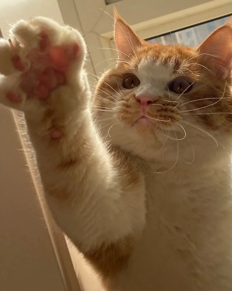 Gimme five! ♥️

#adorablecats #catpics #kittens #kittenlove #kitty #cats #catlife #meow #catlove #catloversclub #cutecats #gatos #animals #CatsofTwitter #Caturday #Purrtacular