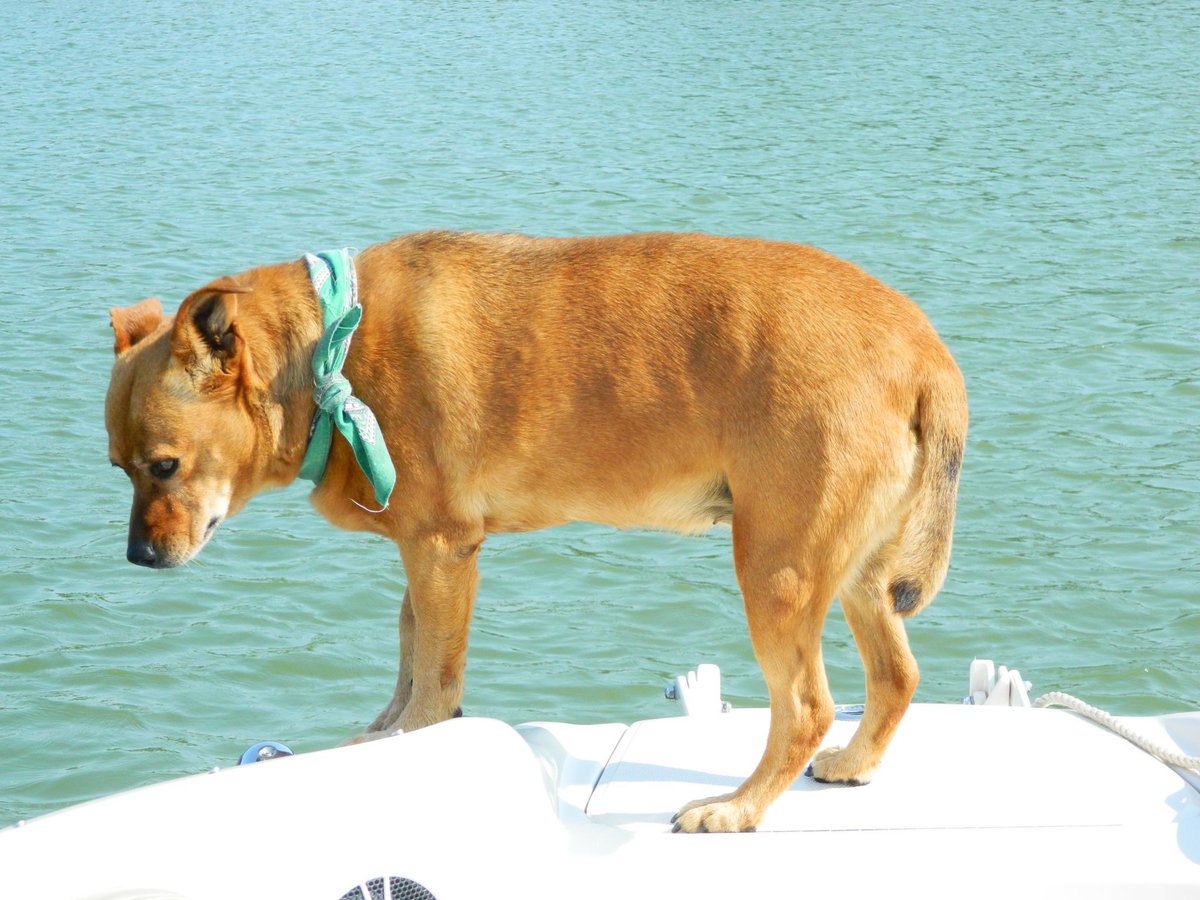 My current and previous dogs.
#NationalPetDay