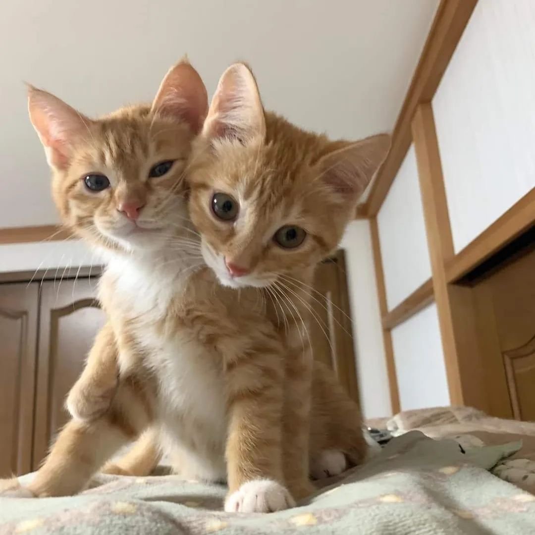 Buddies furr life. ♥️

#adorablecats #catpics #kittens #kittenlove #kitty #cats #catlife #meow #catlove #catloversclub #cutecats #gatos #animals #CatsofTwitter #Caturday #Purrtacular