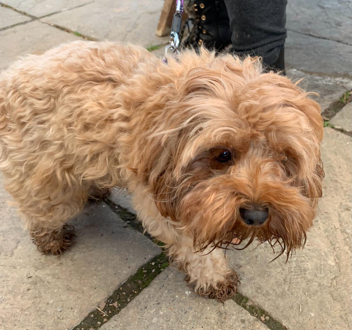 Happy #NationalPetDay 🤩 This is Coco our beautiful therapy dog. She loves to sit with children & families. She makes sure they get plenty of cuddles as they tell their story ❤️