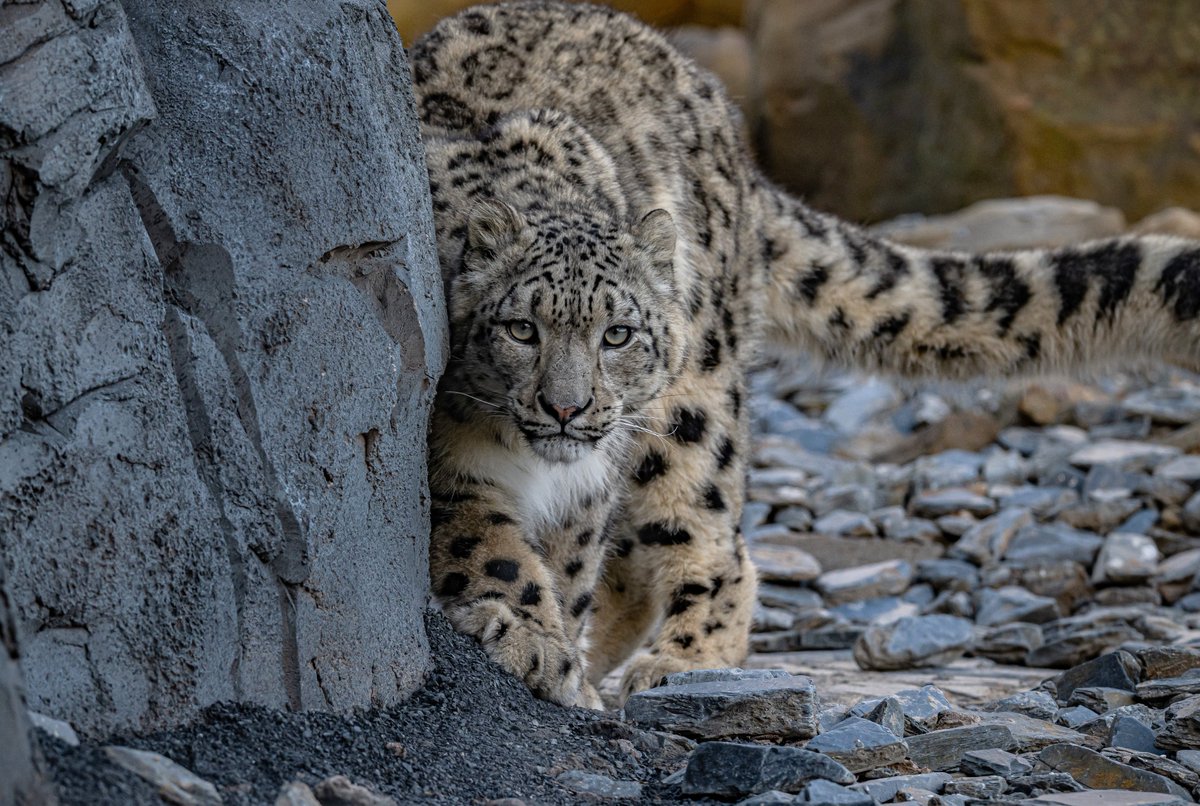 We've been named the BEST zoo in the UK, thanks to YOU! 🇬🇧 This news comes after receiving thousands of positive reviews on the travel website, Tripadvisor 🙌 Your support helps us to protect more than 500 of the world's most threatened animal and plant species🐅🌱 As a…