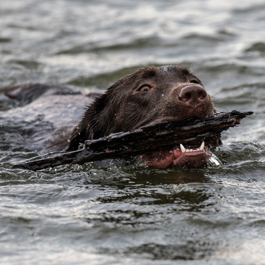 Happy #NationalPetDay! Remember to clean the fur and paws after a day of swimming or hiking to #preventthespread of #aquaticplants and #invasivespecies.

#WAPMS #invasiveplants #aquaticplantmanagement #cleandraindry #stopaquatichitchhikers