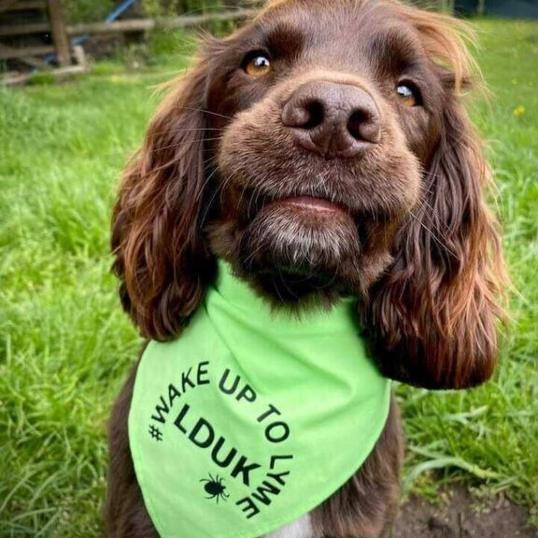 We’re holding a pet photography competition on Friday May 3rd as part of Wear Lime for Lyme Day 2024. Discover everything you need to know including where to order one of these adorable lime green pet bandanas at lymediseaseuk.com/2023/03/06/wea… #WearLimeForLyme #WakeUpToLyme