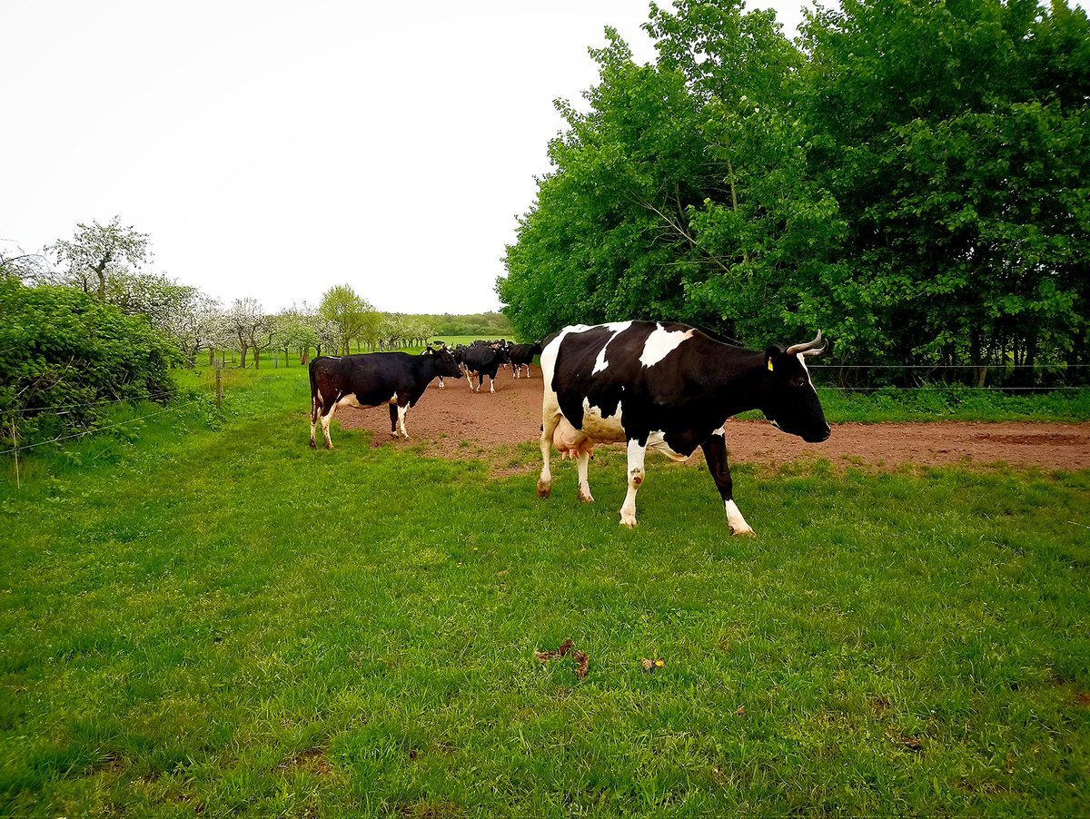 Kühe am Darmstädter Oberfeld. 🌿🐮🌿🐮🌿 #Darmstadt