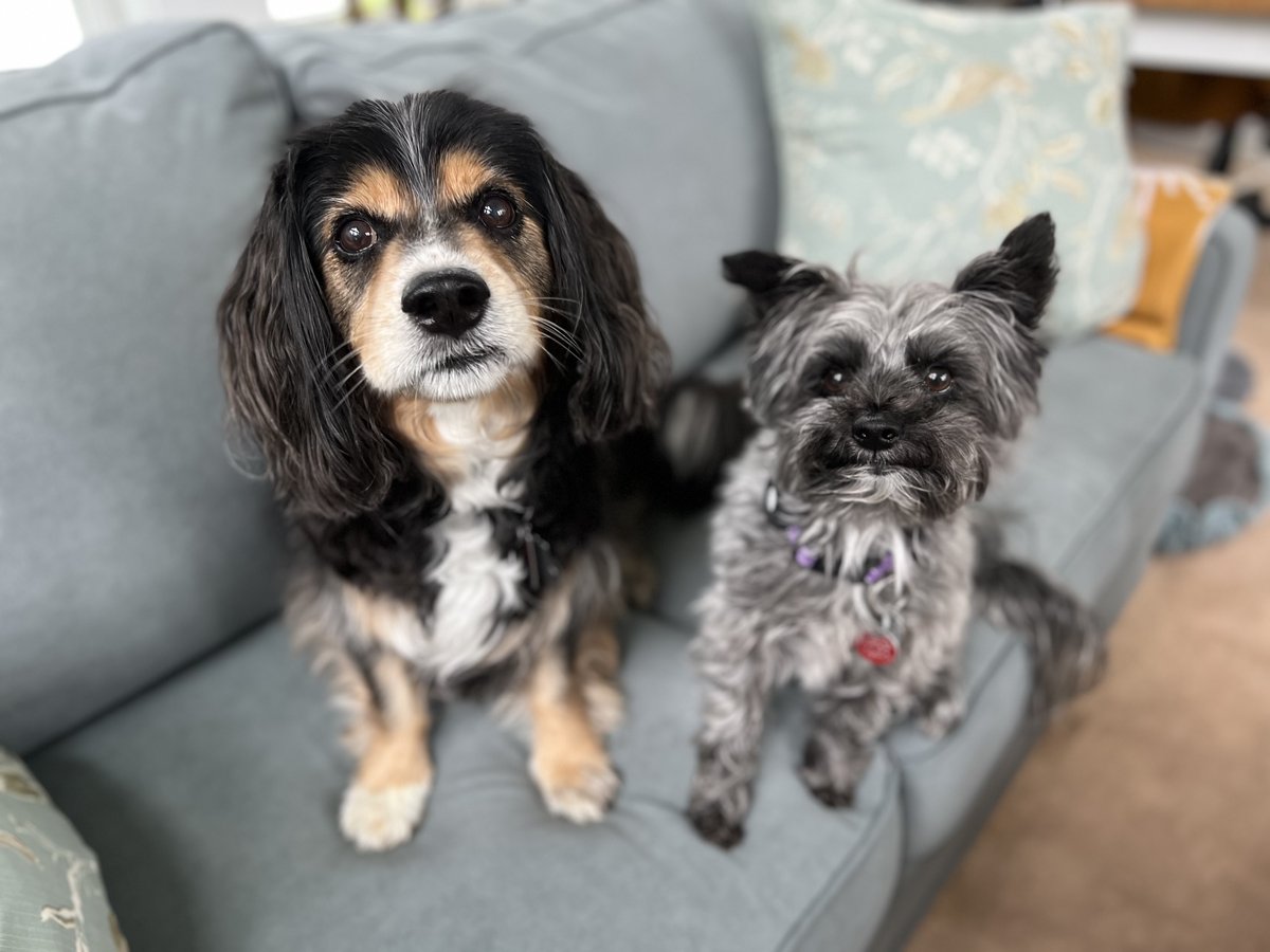 🦴Happy National Pet Day. Meet Franklin and Walter, our two rescue dogs. Franklin is named after President Franklin D. Roosevelt and Walter is named after former @UAW President Walter Reuther — two leaders who fought for the Dignity of Work.