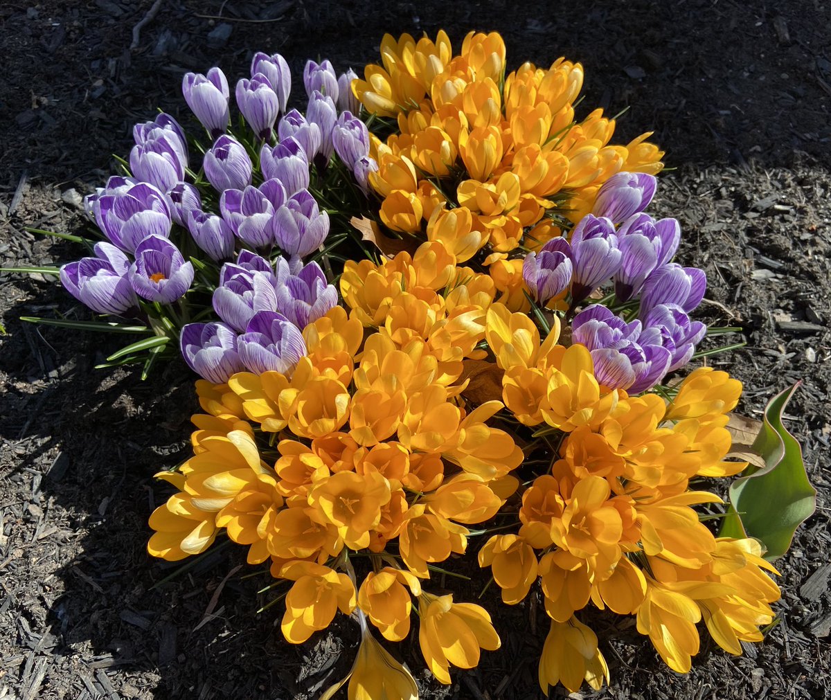 Such a beautiful spring day. #pei #flowers #ThePhotoHour