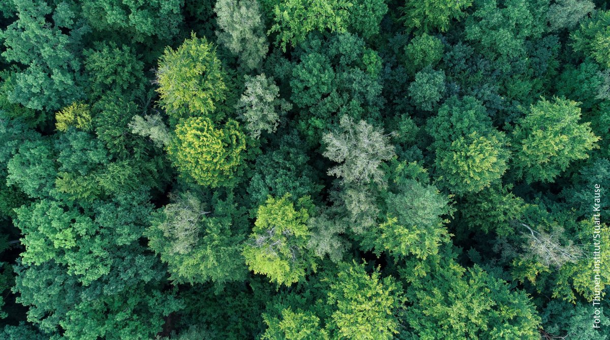 Die EU-Kommission strebt ein neues System der Waldbeobachtung 🌳🌲🛰️an. Forschende aus ganz Europa haben diesen Vorschlag nun um wichtige Punkte ergänzt. 👉thuenen.de/de/newsroom/de… #sciencenews