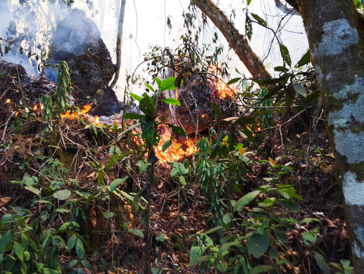 #AHORA El Consejo Nacional de Áreas Protegidas, reporta 22 incendios en 10 áreas protegidas. Los incendios han arrasado con flora y fauna de las áreas. Vía Estela Noj