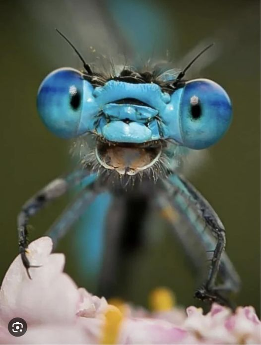 Dragonfly’s face. Smile! Good morning.