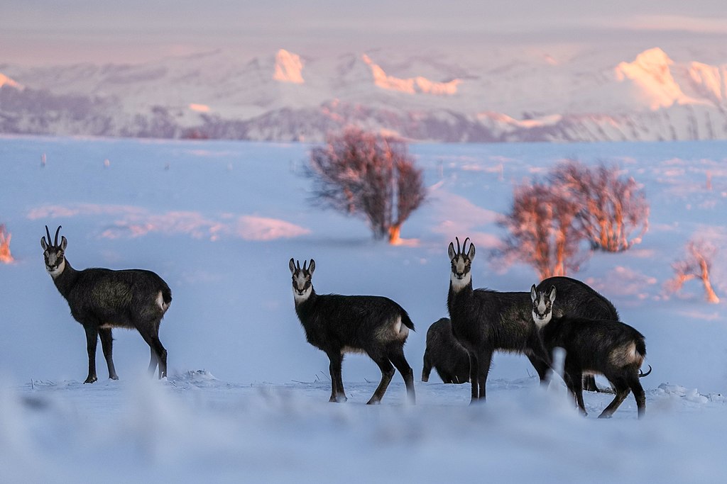 New from #RSOS: Shrinking Alpine #chamois - read the full paper: ow.ly/CRPE50R8q4r #ClimateChange