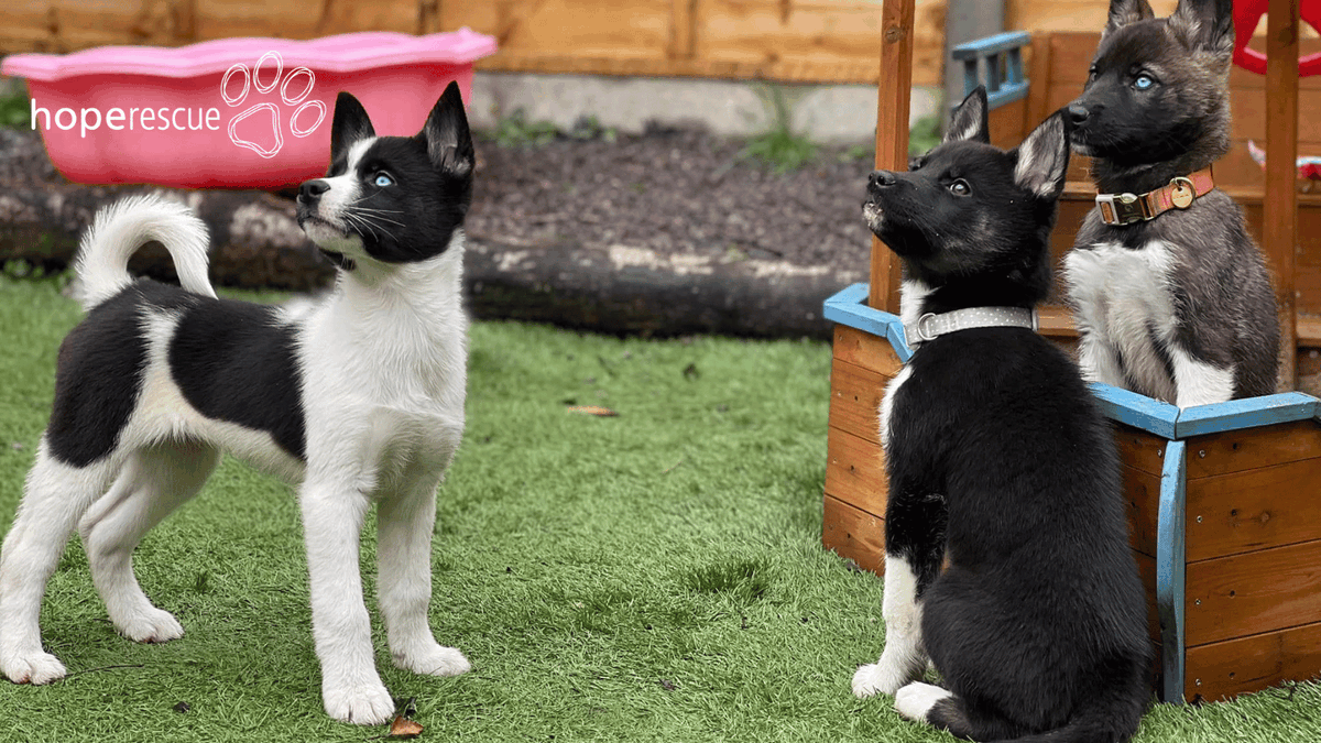 Looking for a rewarding job? There’s still time to join our team as an Animal Welfare Assistant. This role is at the heart of our work, helping to care for the dogs and prepare them for their new homes. Closing date: Sunday 14th April 👉 hoperescue.org.uk/jobs