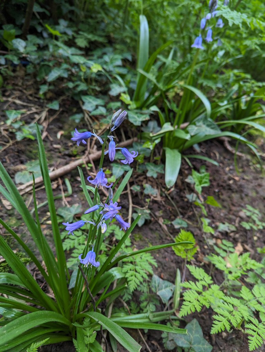 The bluebells are starting to flower in #dkhwood. We hope that they spread to form a stunning carpet. These bulbs are part of our annual bulb planting initiative to increase the range of species and were paid for using our own funds. You can donate ££ on our website!