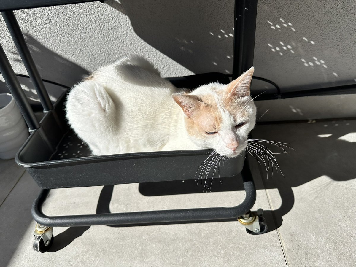 Chapy_cat's tweet photo. This is Panthiras’ face when he found out that the #SolarEclipse2024 wasn’t visible from Greece. And that’s me enjoying the sunshine! Did you watch the eclipse? 🌓 Lucky kisses for a purrfect end of the week! 🍀 Muah! 😽 #CatsOfTwitter https://t.co/TOYdGUNIvC