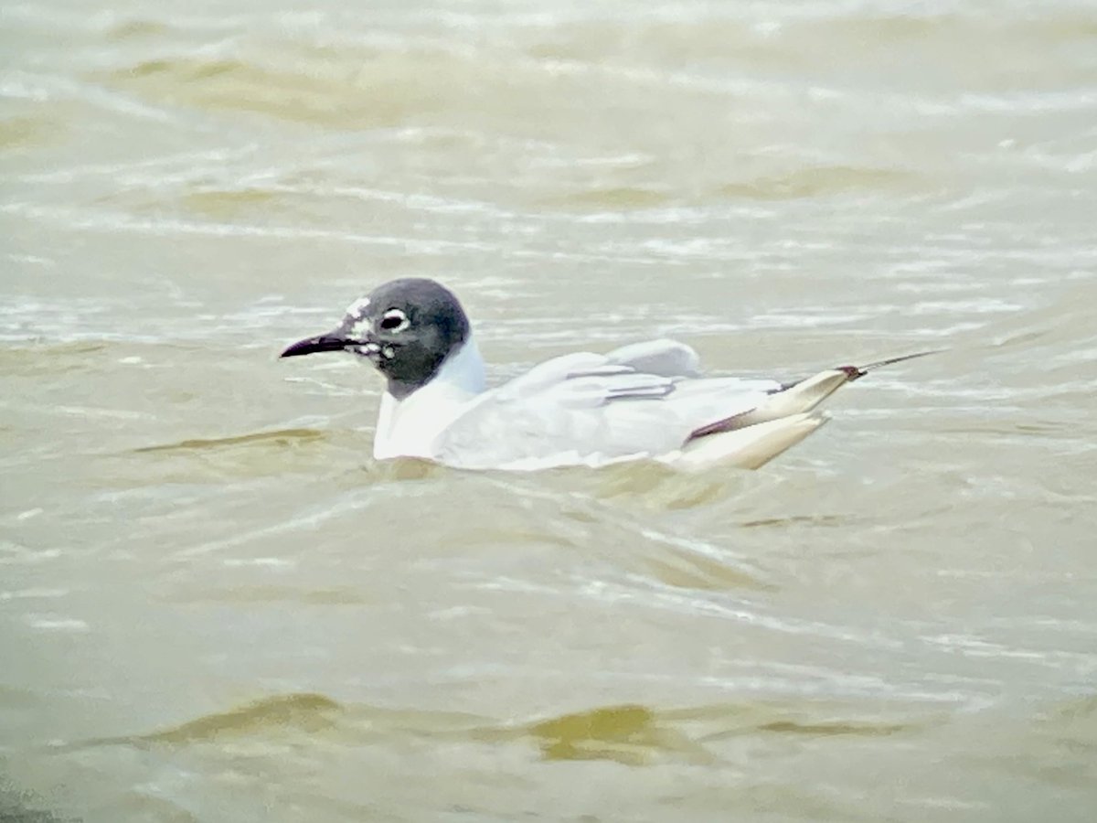 APCbirding's tweet photo. First time in Lincolnshire this YEAR (!) and nice to ‘find’ a Bonaparte's Gull at @RSPBFrampton also 78 species including Lesser Yellowlegs and BWStilt…. What a great site. Well done team RSPB! 👍 https://t.co/Kb5ptjsUve