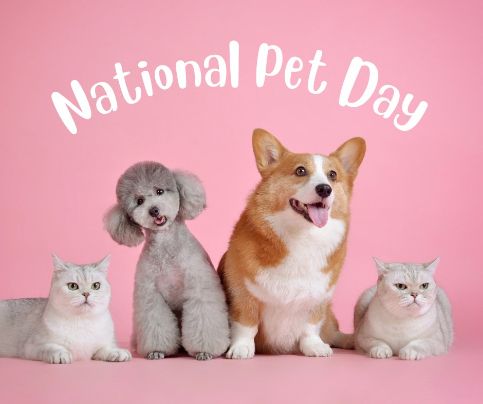 Happy National Pet Day! This day was founded in 2006 to celebrate the joy that our pets bring to us and encourage adoption from shelters. How will you celebrate today? Feel free to post a picture of your pet in the comments! #NationalPetDay