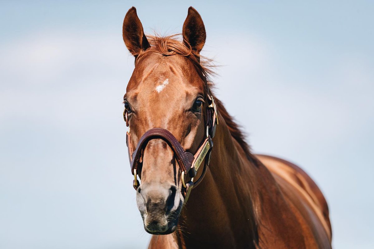 Located in the heart of the bluegrass region, Three Chimneys Farm is known for its storied history and top stallions. Their leading stud Gun Runner is the sire of Sierra Leone, an early favorite for the Kentucky Derby🌹 🎫 tinyurl.com/mry3sndf #VisitHorseCountry