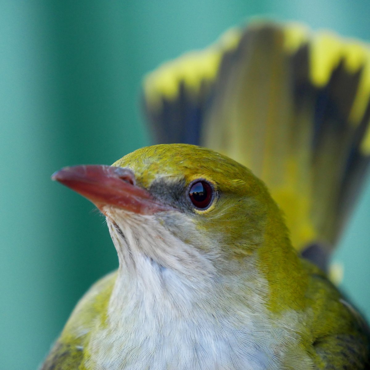 Spring 2024: Day #19 of Bird Ringing Notably better day with around 40 birds of 14 sps. The species diversity was nice but no Doubt the bird was the “flying banana” the Golden Oriole (the first of the season) Daily totals: trektellen.nl/count/view/169…