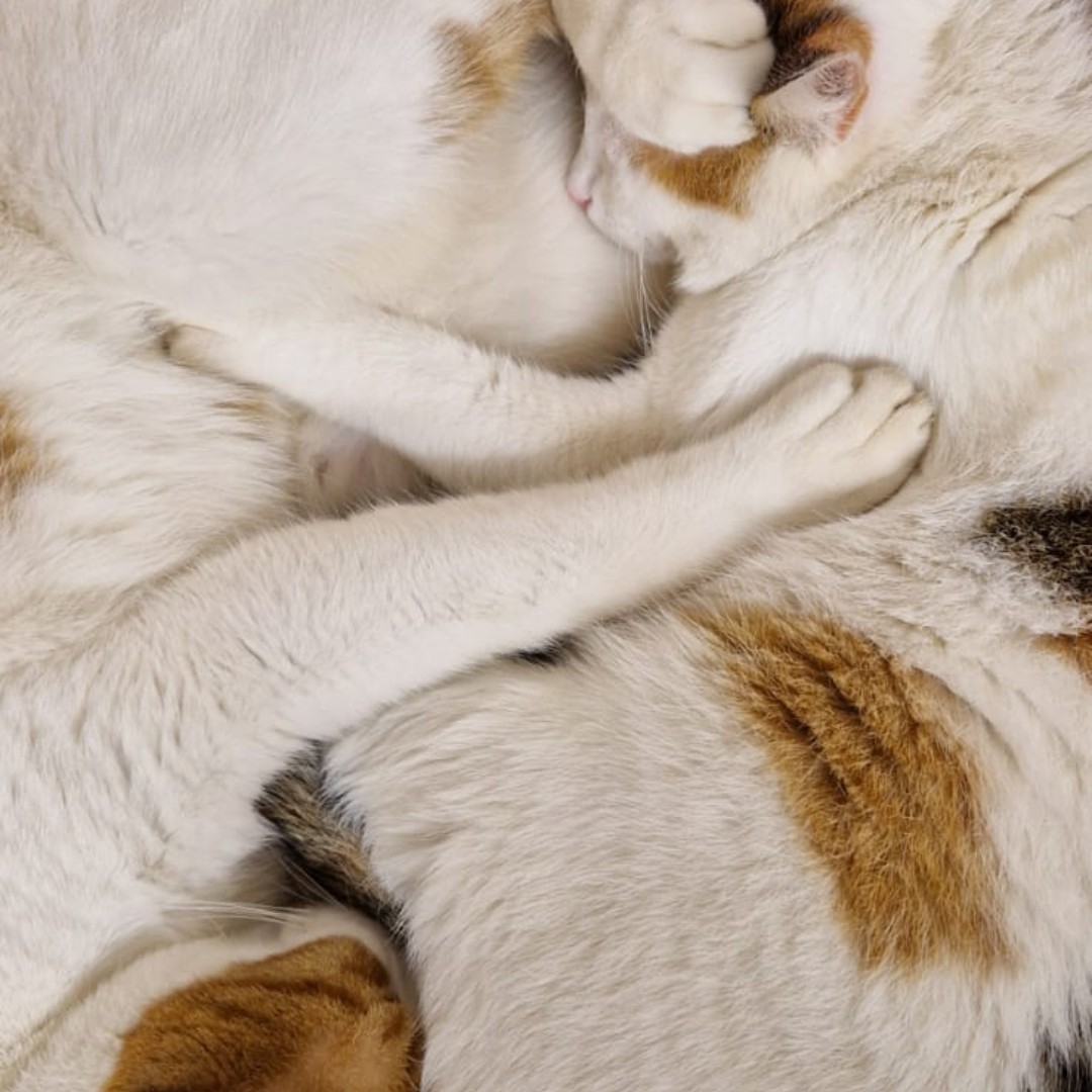 Happy #NationalPetDay! We are happy to be home to Pip and Curly, our two adorable cats 😺😸