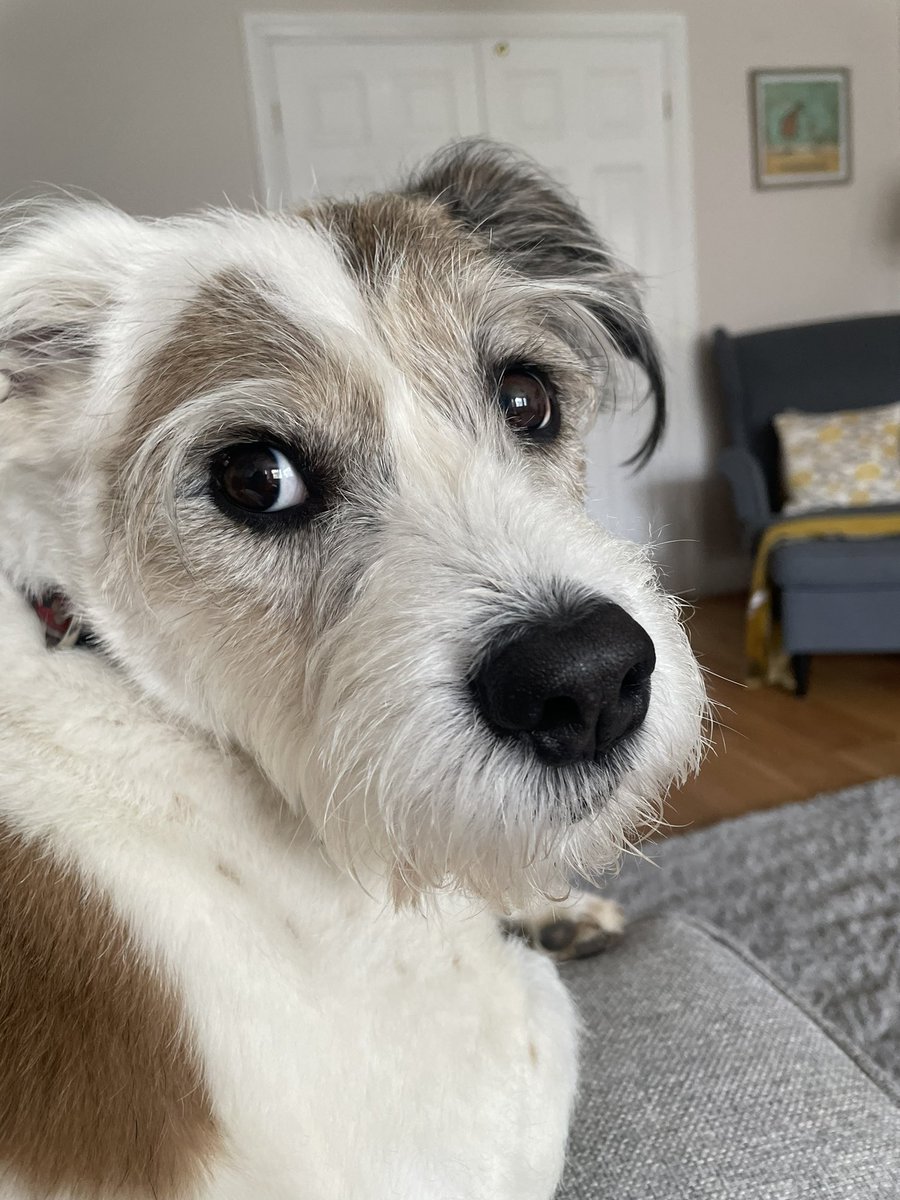 Me, with me really, really black eyes and me really, really black nose 🐶 🥰