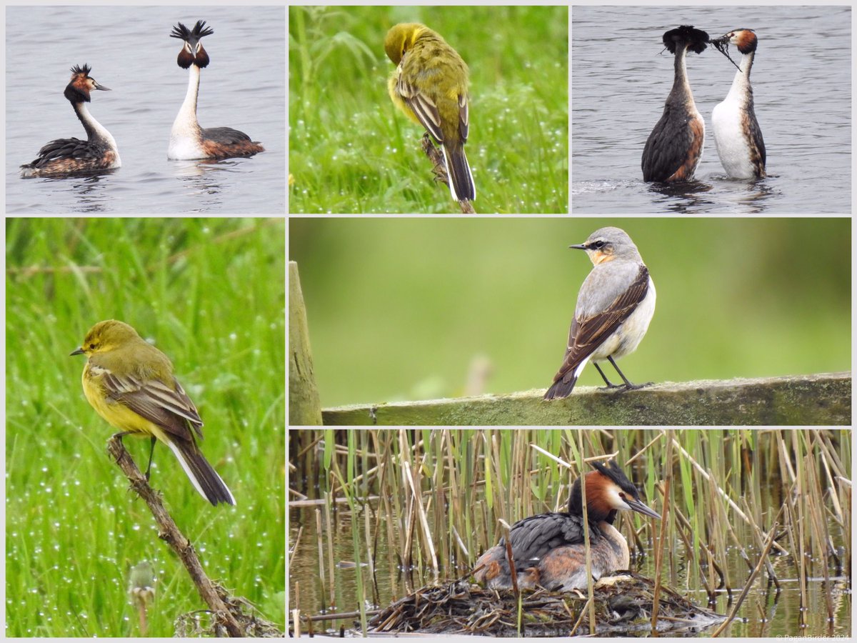 Another nice Spring morning on the Levels, great to see the return of Yellow Wagtails to the ‘moor’ plus a couple of Wheatears. Once again all songsters singing, new additions this week to the chorus Reed and Sedge Warblers. @AvalonMarshes @somersetbirds @bto_somerset1