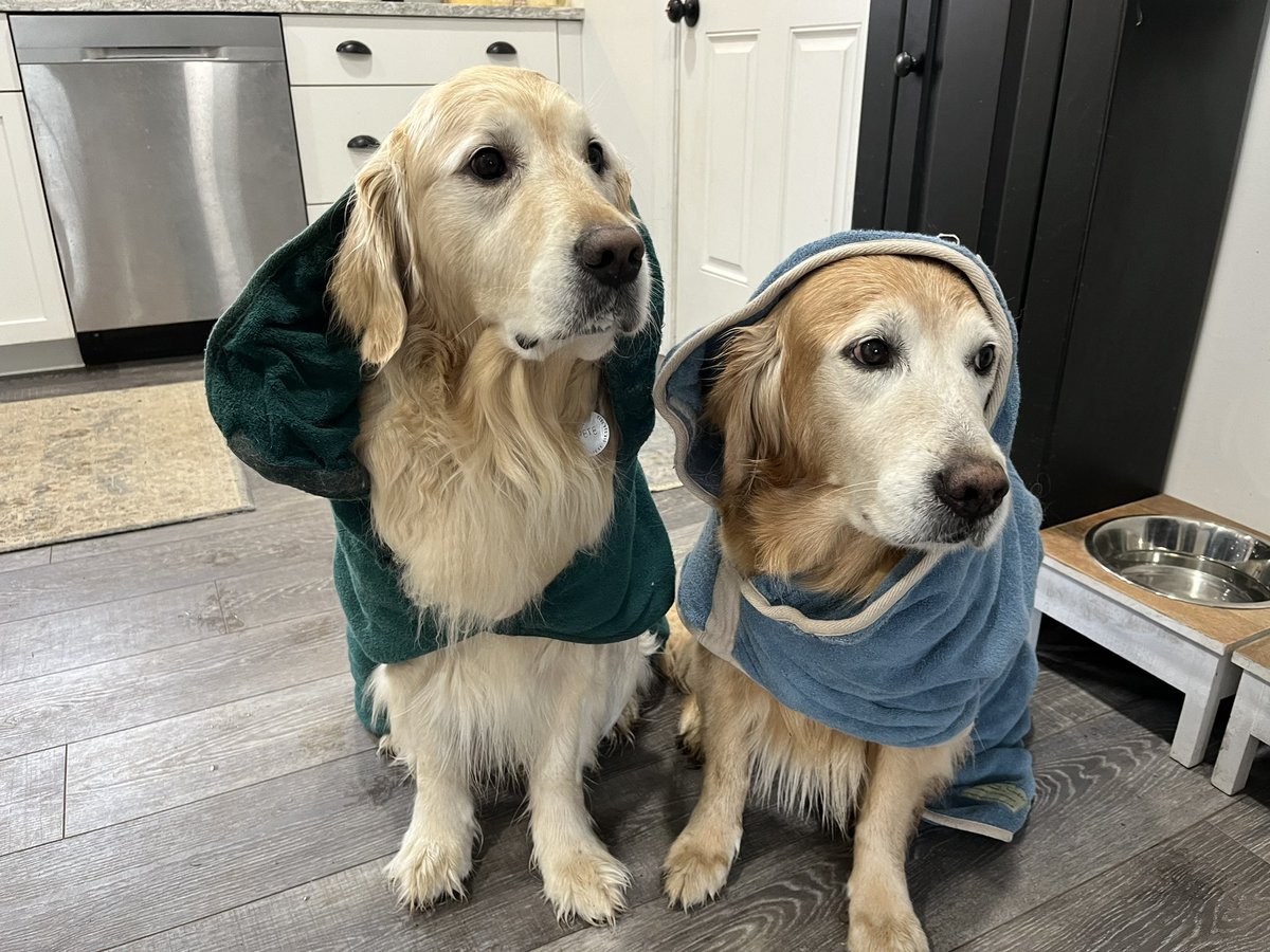 Rain rain go away! @RuffTumbleCoats #GoldenRetriever #dogsofx #dryingcoats #seniordogs #BrooksHaven