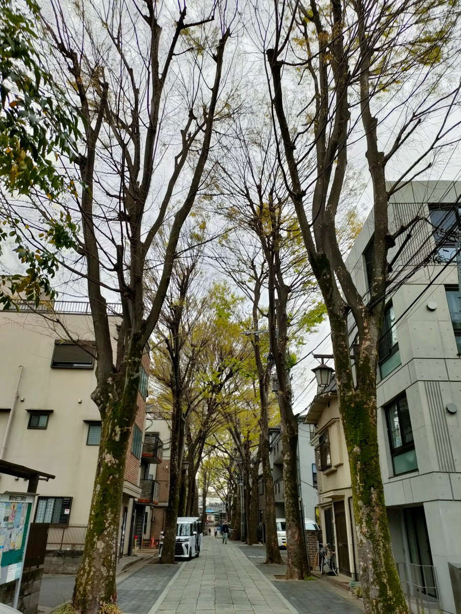 Zoshigaya after a long time🌲 🍁From Sugar Maple🍁