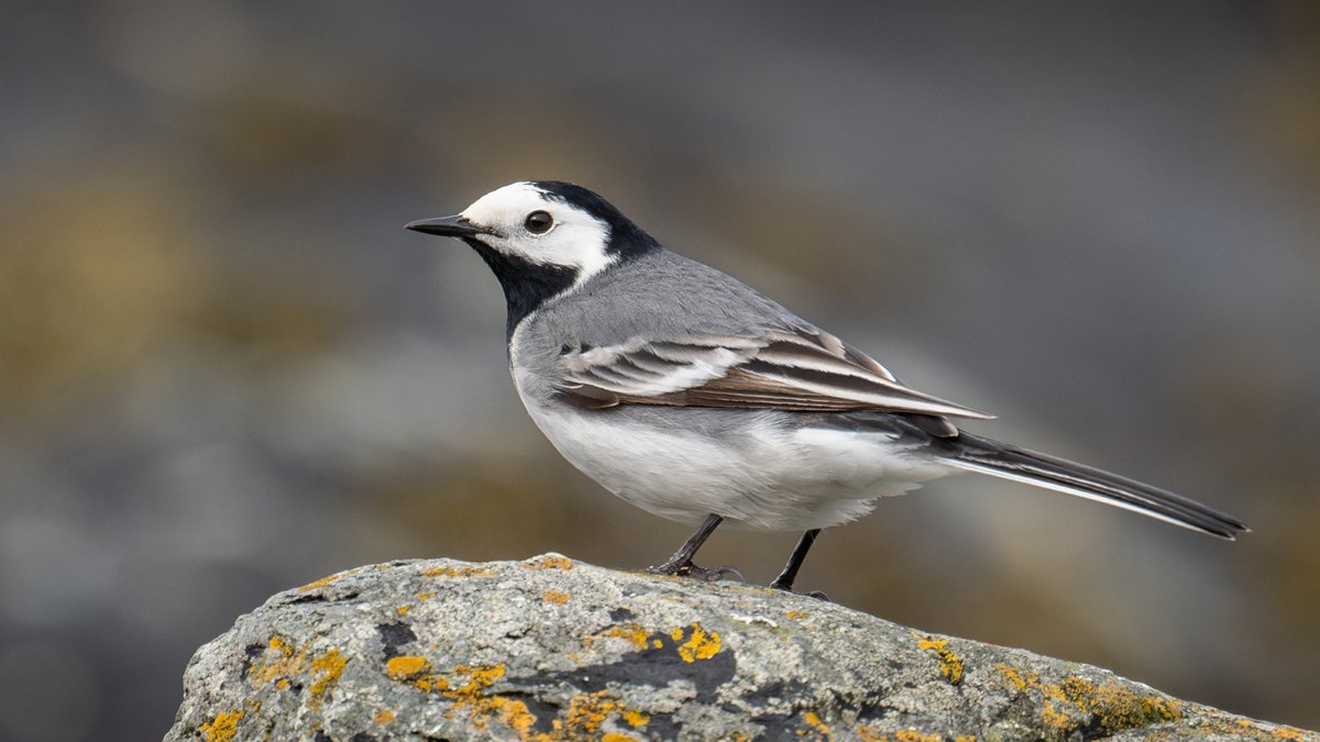 White Wagtail - male at Cemlyn this morning. 20+ birds - mix of White & Pied along beach from the Trwyn to Tyn Llan. 4+ Northern Wheatear at Tyn Llan beach, 1 at beach - bay side of Trwyn.