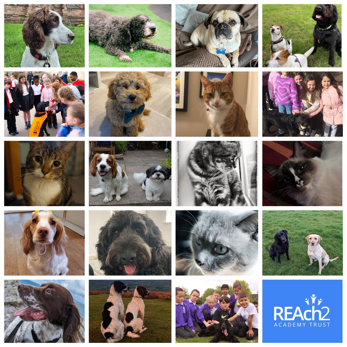 Thank you to all our staff and schools for submitting photos for National Pet Day. Pets teach children empathy and compassion. When children care for animals, they better understand their needs and emotions. Read our latest article - loom.ly/i0bdGEY