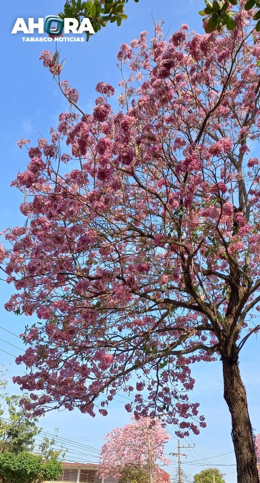 AhoraTabasco's tweet photo. 🔴#AHORA| ¡Maravillas de Tabasco! 🥰
✨Comienzan a adornarse las avenidas de Villahermosa con la llegada del bello florecer de #Macuilis y #Guayacanes.
|#AhoraTabasco |#Noticias |#Villahermosa |#Tabasco https://t.co/KXVbLyZ1u8