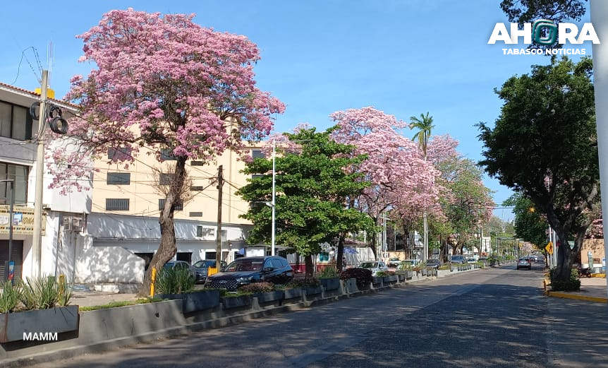 AhoraTabasco's tweet photo. 🔴#AHORA| ¡Maravillas de Tabasco! 🥰
✨Comienzan a adornarse las avenidas de Villahermosa con la llegada del bello florecer de #Macuilis y #Guayacanes.
|#AhoraTabasco |#Noticias |#Villahermosa |#Tabasco https://t.co/KXVbLyZ1u8