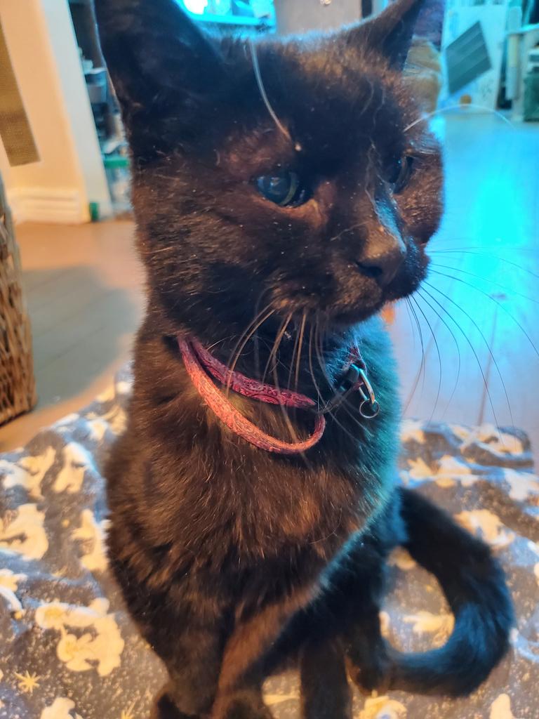 Africa woke up with her hind legs paralyzed this morning. She was chasing toys last night and meowing with them in her mouth, playing normally. She will be going 🌈 at 2pm today. I'm shattered💔. She eats, drinks, purrs and lives, just can't walk. 😿 Age 23.