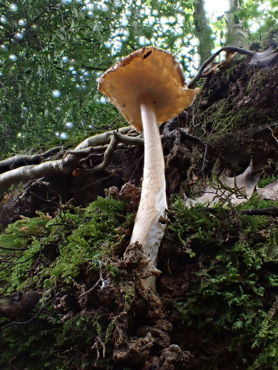 Minecrafting twitch.tv/being0003