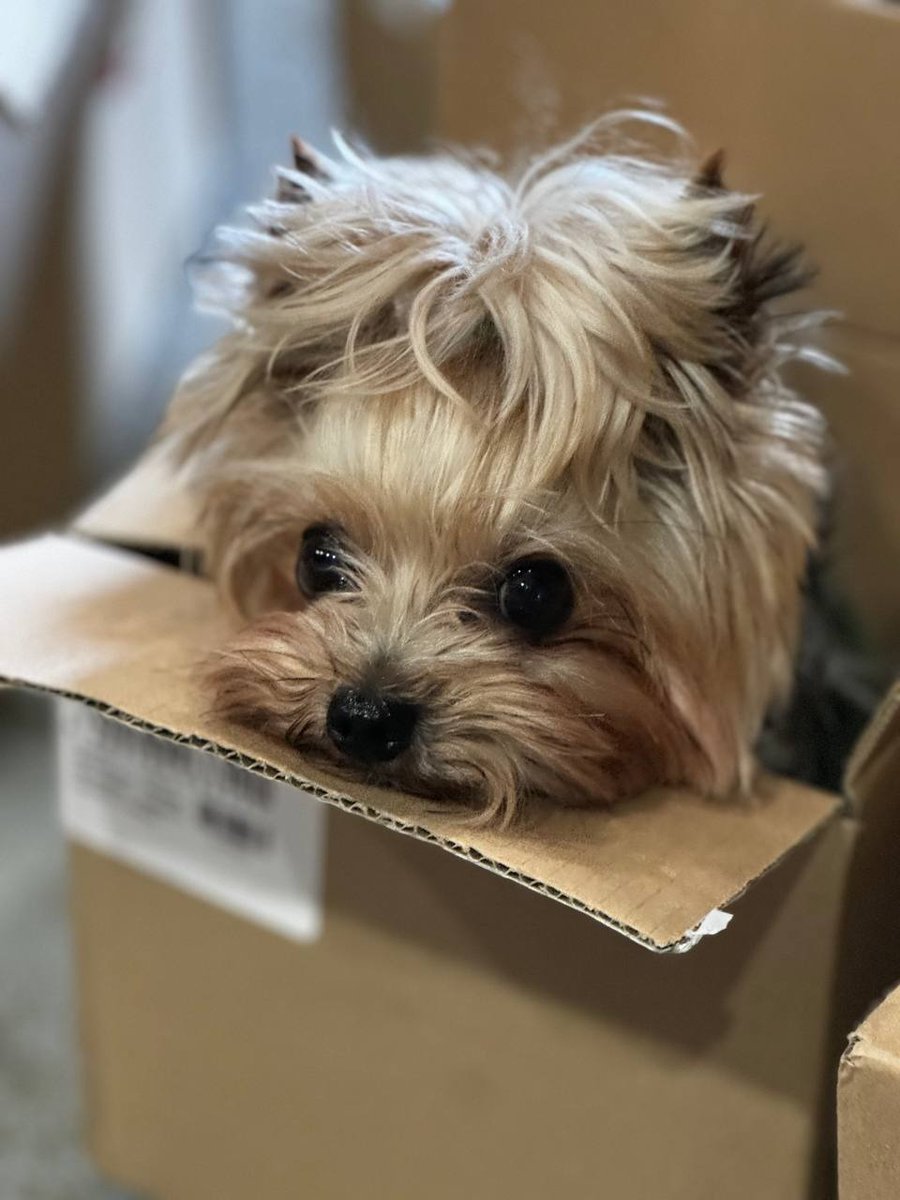 A week ago our <a href="/VTaranovska/">Valery Taranovska</a> together with <a href="/CF_Oseredok/">Oseredok</a> packed couple hundred hygiene kits for people living in affected areas and soldiers that will be distributed in the upcoming weeks 🫡
More packing ongoing, more posts coming soon.
Donate to help us purchse more supplies for