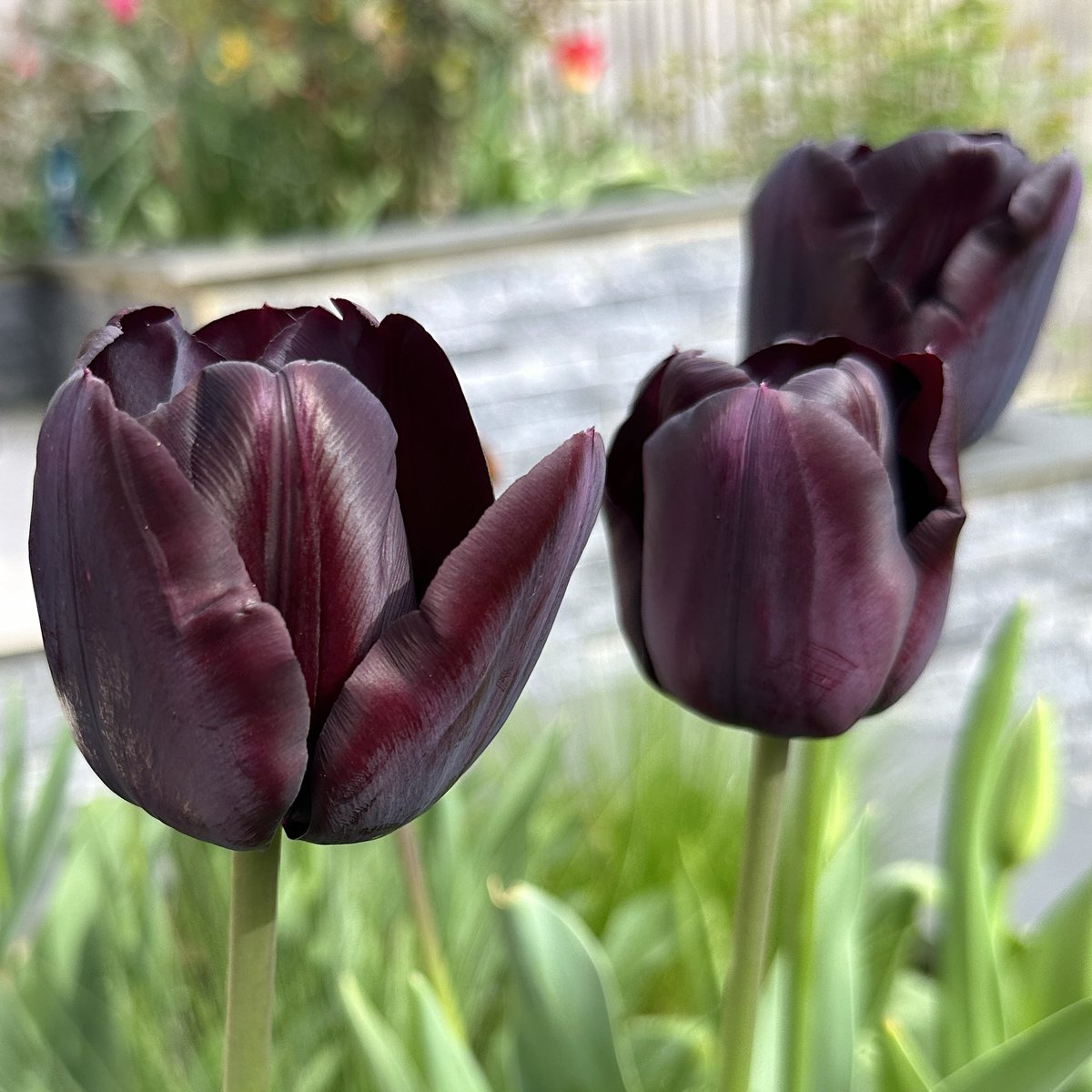 Looking dark & handsome🖤Tulip Paul Scherer🌷💜#Flowers #Gardening #Tulips