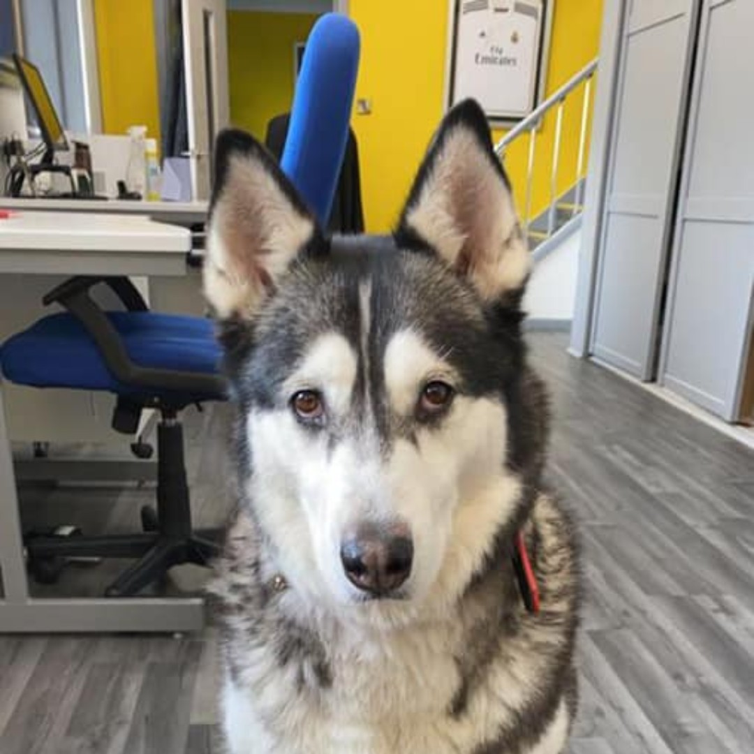 🚨An im-paw-tant update from Nala, who's briefly taken over our socials to wish you all a happy #NationalPetDay! 🐾 🐶 Be sure to keep an eye out for this extra good girl on your next visit to our #Bridgend showroom! 👀🚙