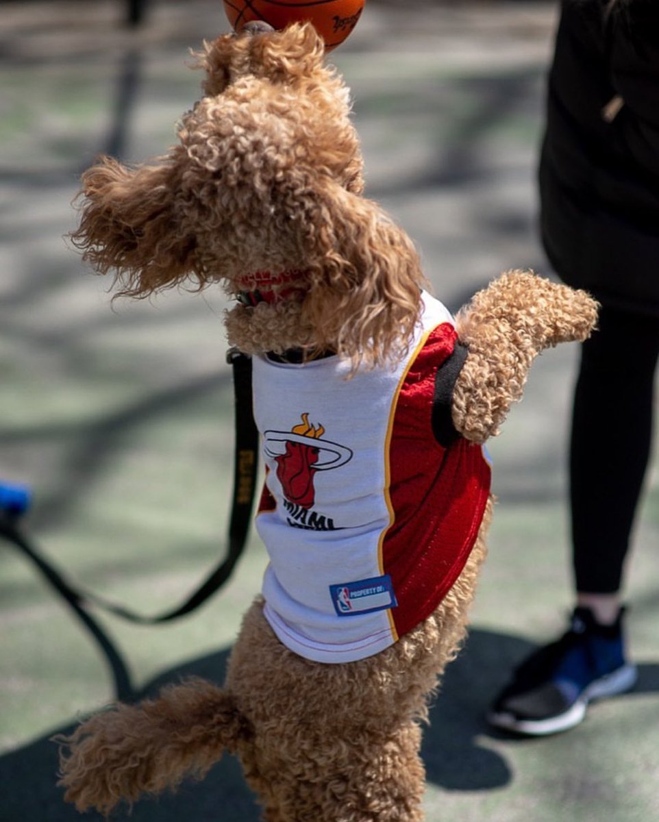 Breaking ankles and hearts 🥹❤️ #NationalPetDay2024