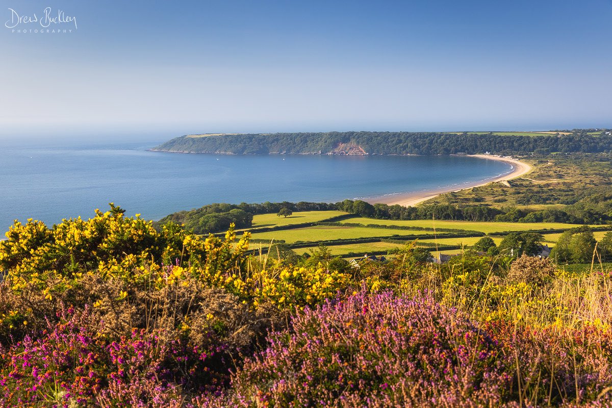 Reminding myself of sunnier times, a view looking towards Oxwich Bay across the heather-clad hillside on Cefn Bryn, Gower #gower #oxwichbay #oxwich #porteynon #summer #visitwales