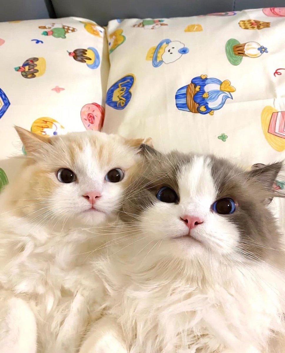 cat with confusing auras (@allcatsauras) on Twitter photo 