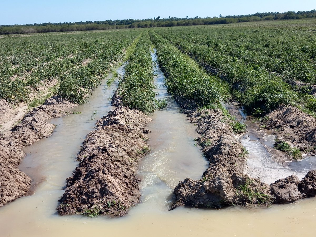 Los tranques de agua construidos en la zona de Mella han resultado de mucha utilidad para la Agricultura en esta intensa sequía #IslaDeLaJuventud #SentirPinero #SíSePuede #PorUn26EnEl24