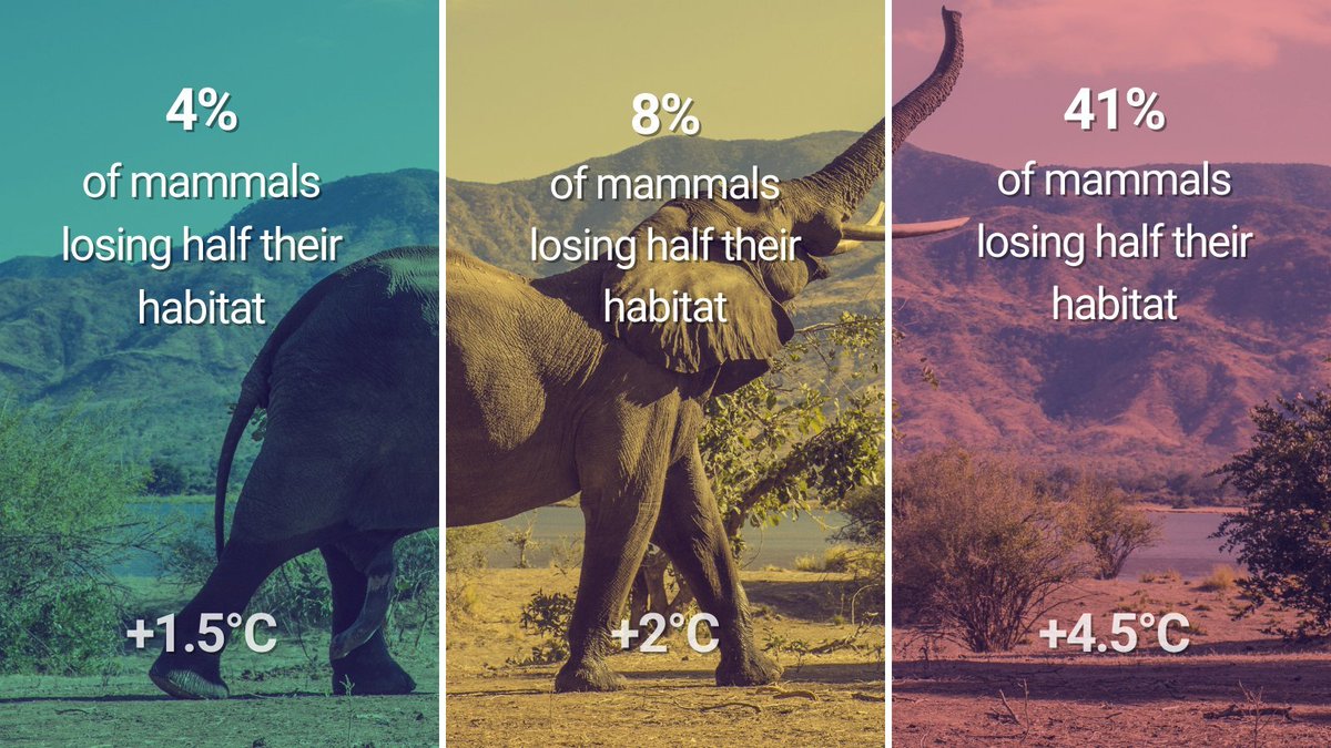 We are in a triple planetary crisis of ⚠️Climate change ⚠️Pollution ⚠️Biodiversity loss This is a reminder that the risk of species extinction increases with every degree of global warming. @UNFCCC