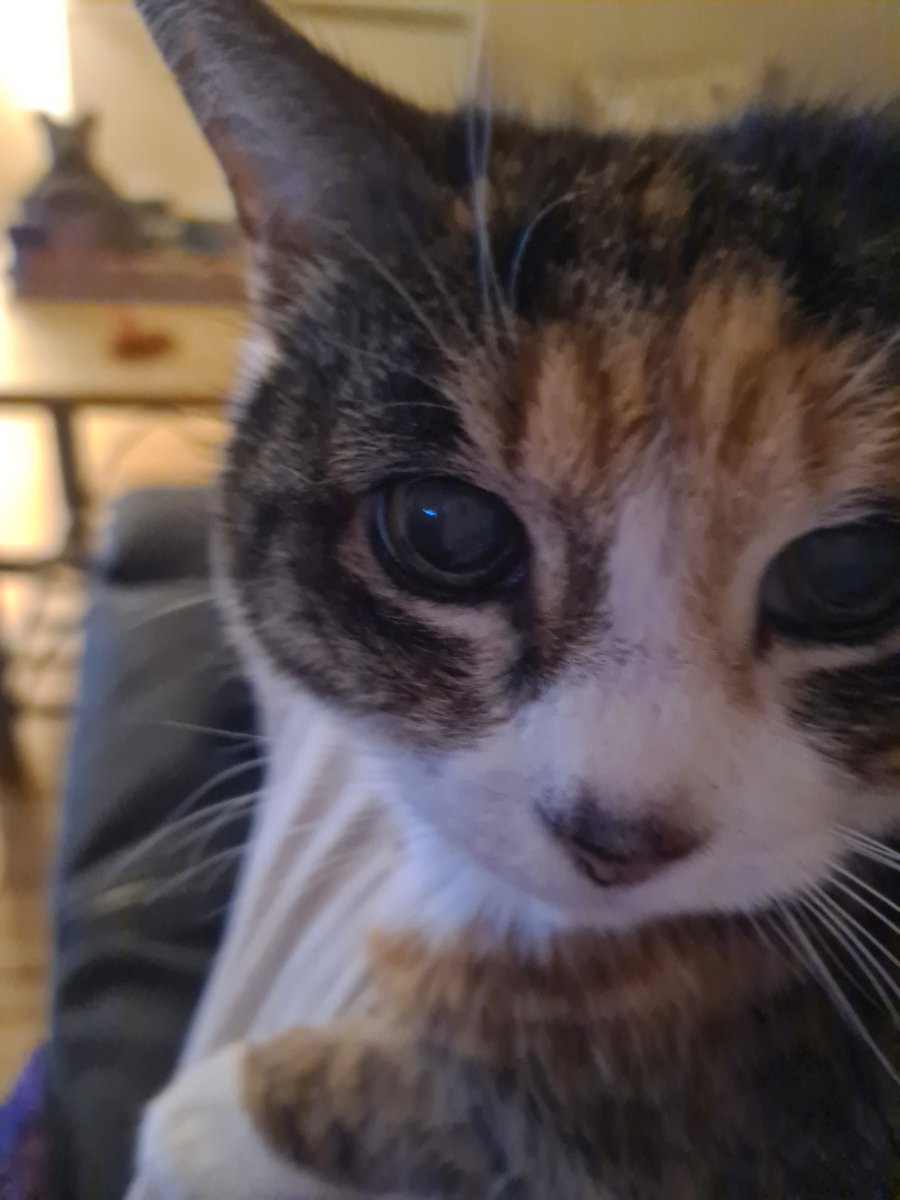 Today, 11th of April is the 
National Day of Pets.
Do share your besties.
Here is my bestie..18 year old 
Miss Meow.
#PetsofTwitter