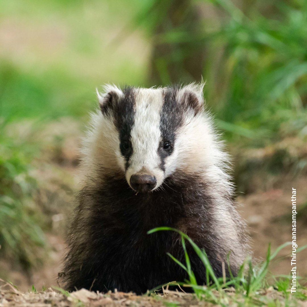 DEFRA consultation appears to support indefinite culling of badgers. A 🧵. Their 5-week consultation on badger control policy, launched on March 14th, is wholly inadequate. (1/4)