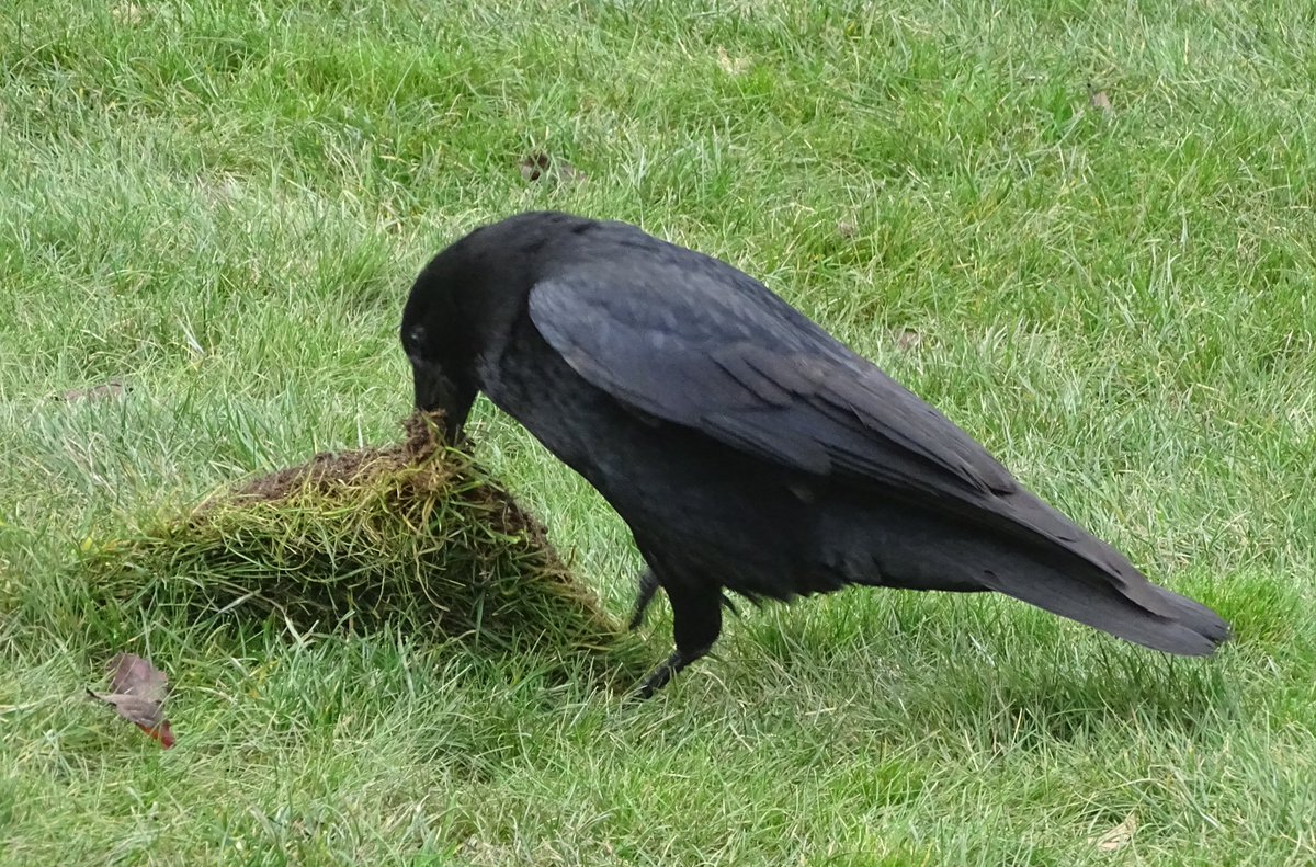 Naughty Crow digging up the newly laid grass in St James's  Park. 🫠
#corvids #crow #nature #wildlife #royalpark #stjames #London