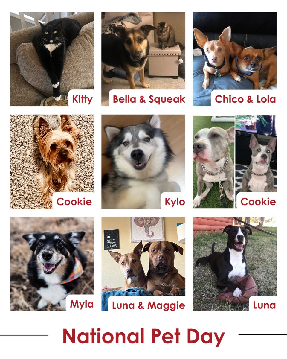 🐾 Happy National Pet Day! 🐾 Today, we're shining a spotlight on all the adorable furry friends of our iLending employees. From playful pups to cuddly cats, our team's pets bring so much joy and love into our lives. 🐶🐱 #NationalPetDay #iLendingPets #FurryFriends #PetLove