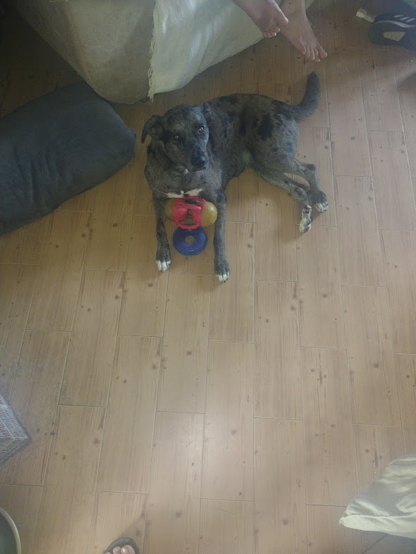 #NationalPetDay2024