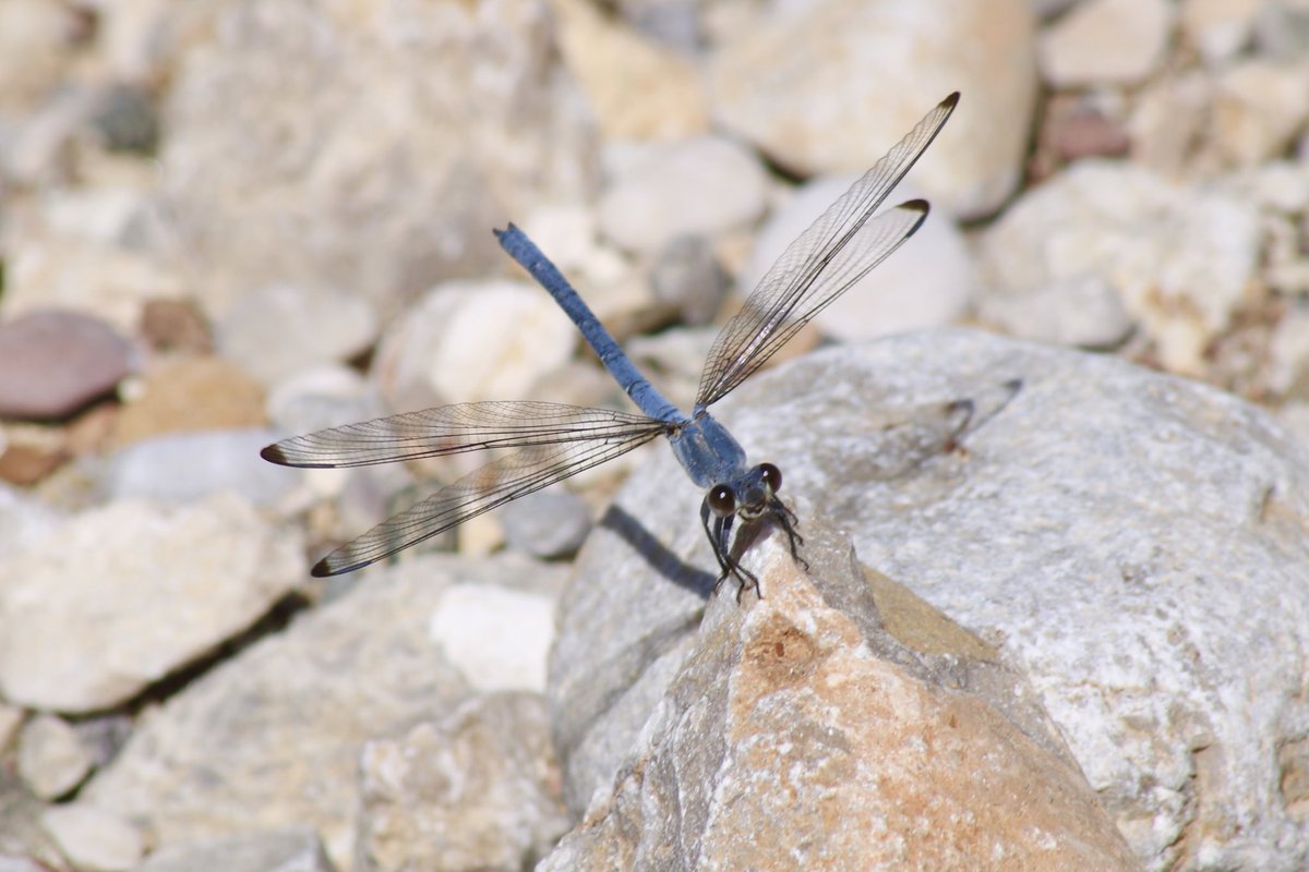 a female and male of the same species Epallage fatime / Odalisque Damselfly Found dancing around a freshwater spring 📍 Rhodes, Greece